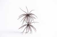 Carl Urch 10MM Medium