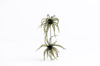 Carl Urch 10MM Small